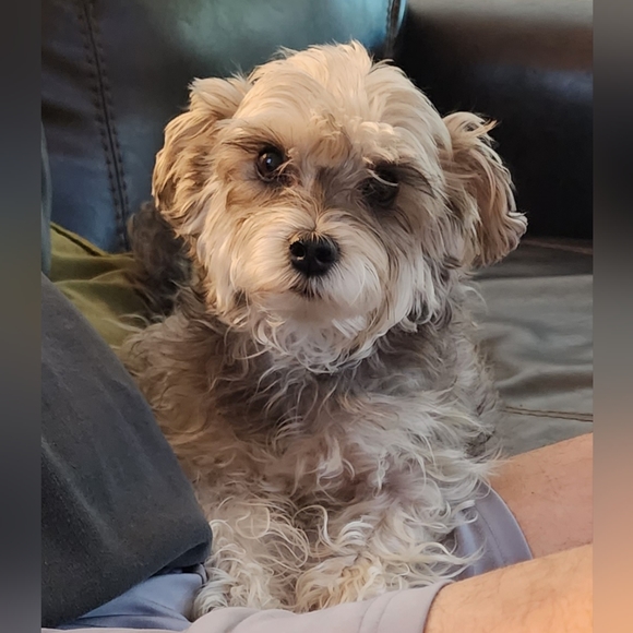 Meet your Posher, Liz - Picture 1 of 4